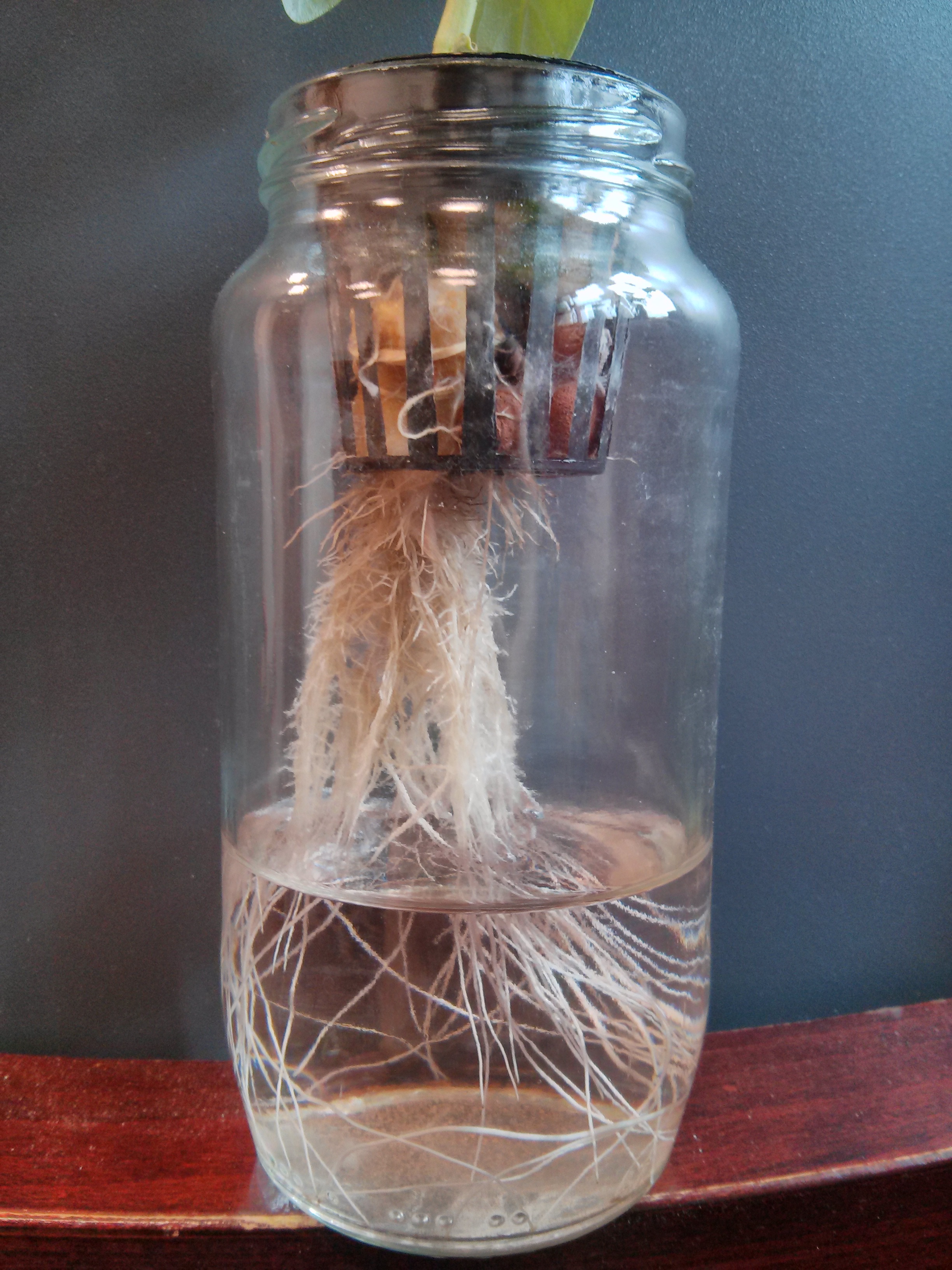 Glass Jar Kratky Hydroponics Updated 8 Steps Instructables