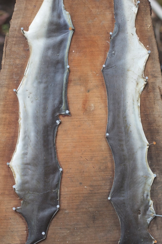 Preserving Shark Jaws And Skin From Start To Finish : 9 Steps (With  Pictures) - Instructables