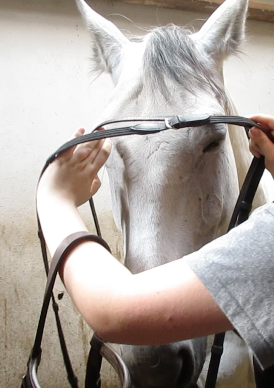 Getting Ready for Horse Riding! 11 Steps (with Pictures) Instructables