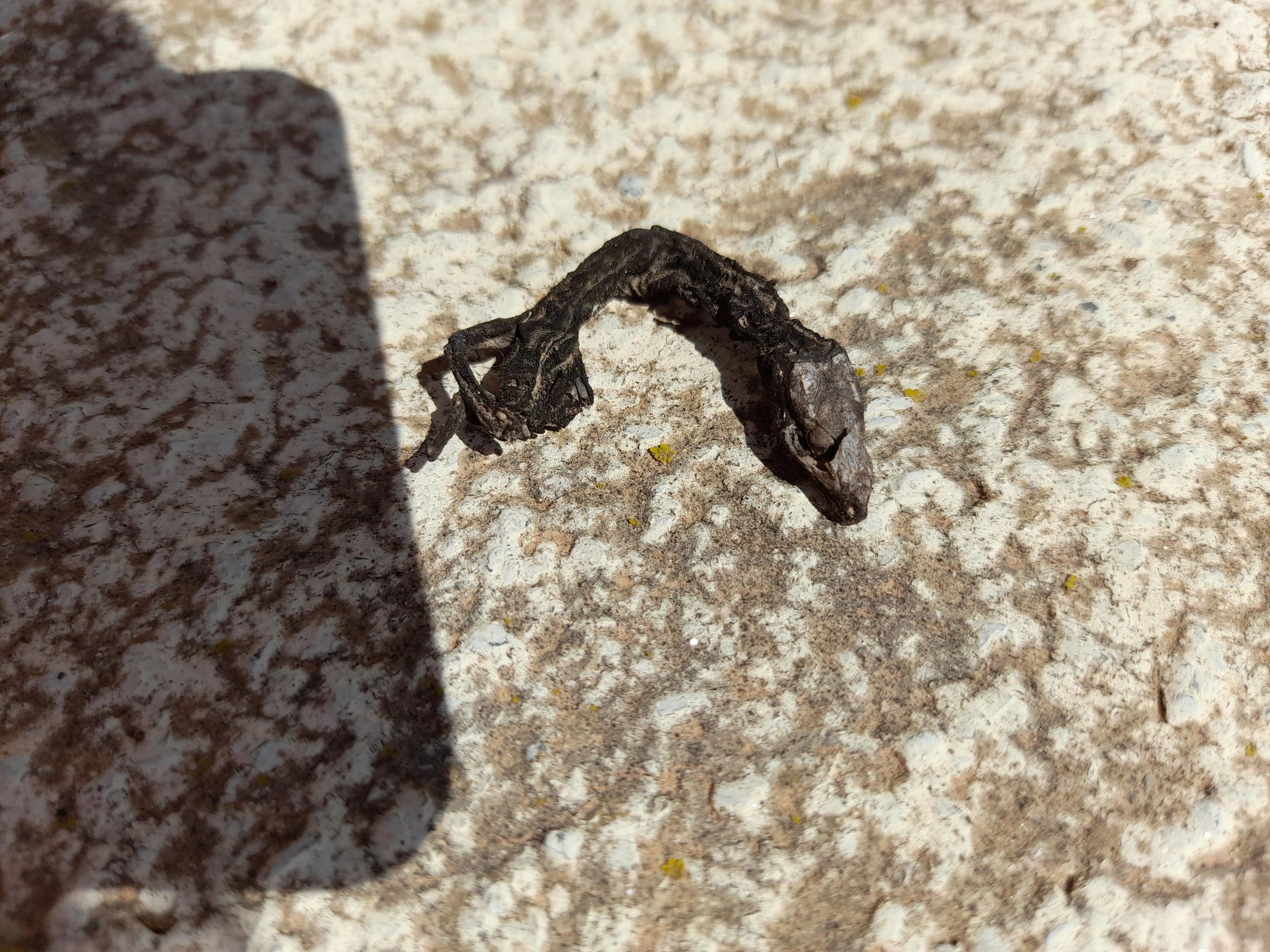 How to Preserve Bird Wings, Legs, and Heads...the Native Way! 6 Steps