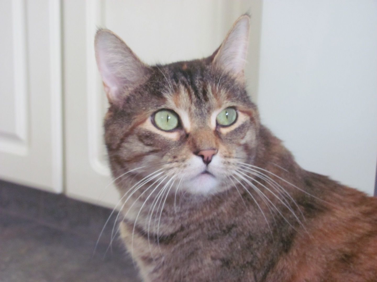 How to Give a Cat Liquid Medicine (with Pictures) Instructables