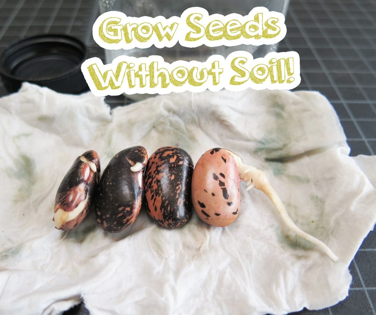 Grow Seeds Without Soil! 4 Steps (with Pictures) Instructables