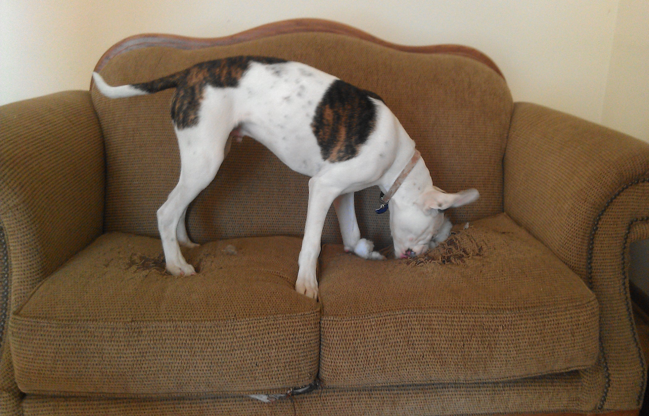 Fix Your Couch : 3 Steps (with Pictures) - Instructables