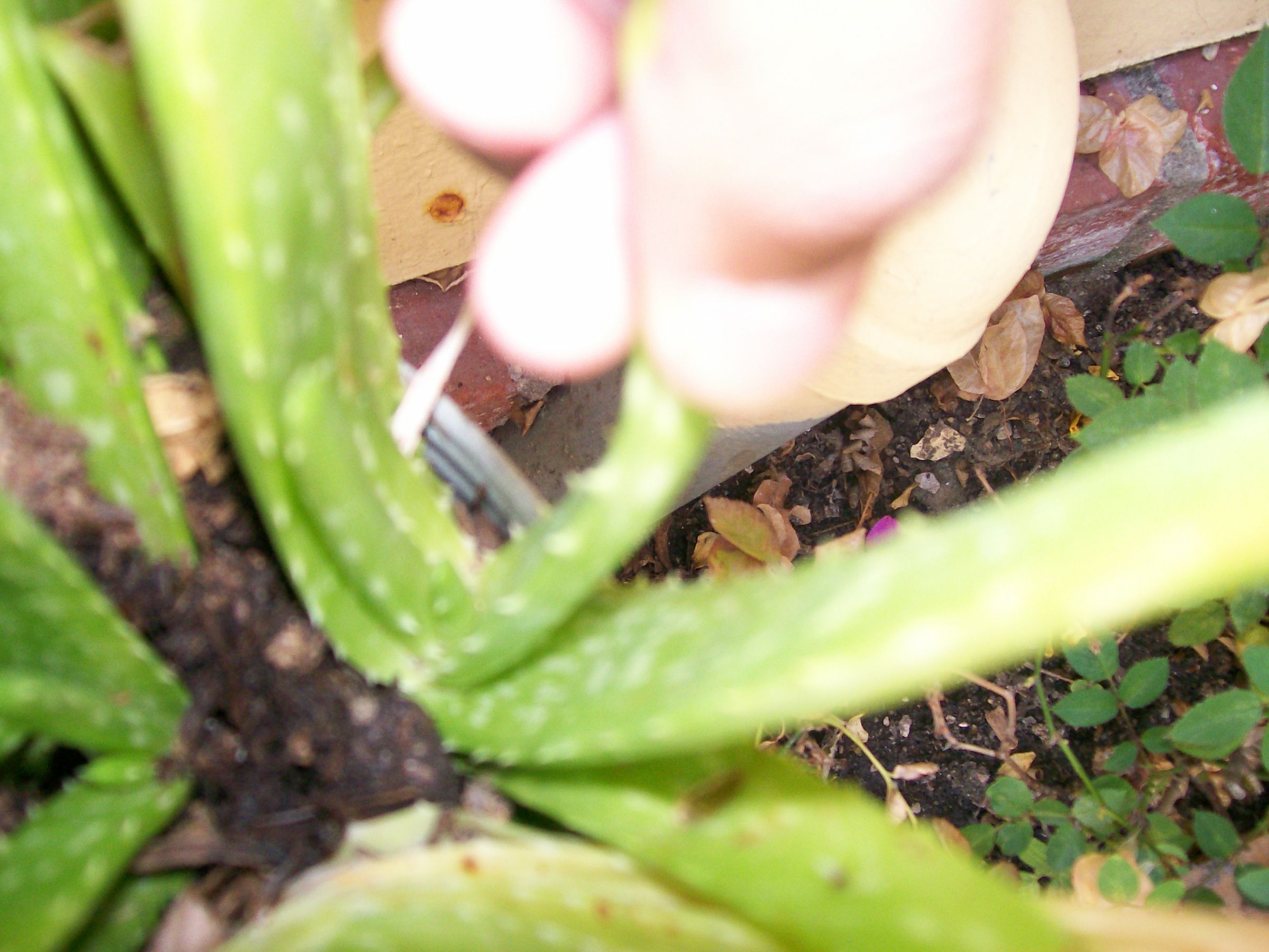 Aloe Vera! More Than Just a Plant!(using a Plant to Repel Snails!) 7