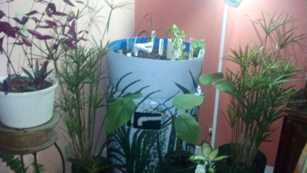 barrelponics - getting started with aquaponics : 8 steps
