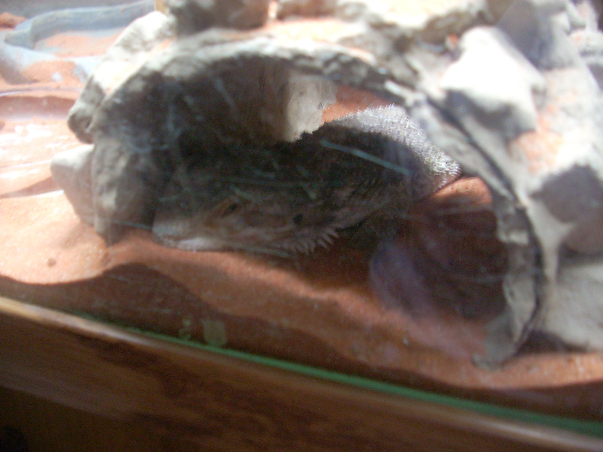 How to Make Your Own Log Hide for Your Reptiles 7 Steps Instructables