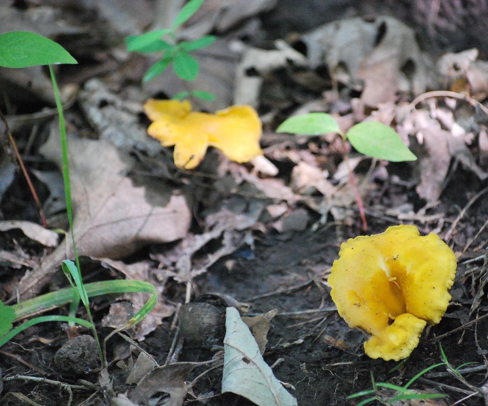 Chanterelles the Most Delicious Edible Mushroom 6 Steps (with