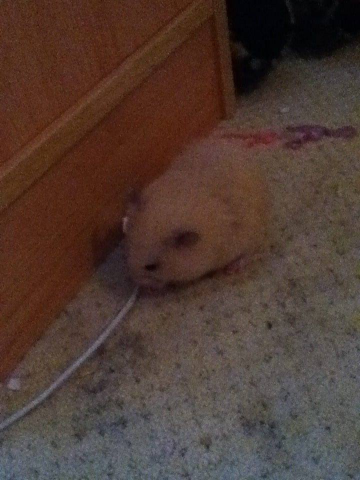 Homemade Hamster Treats Instructables