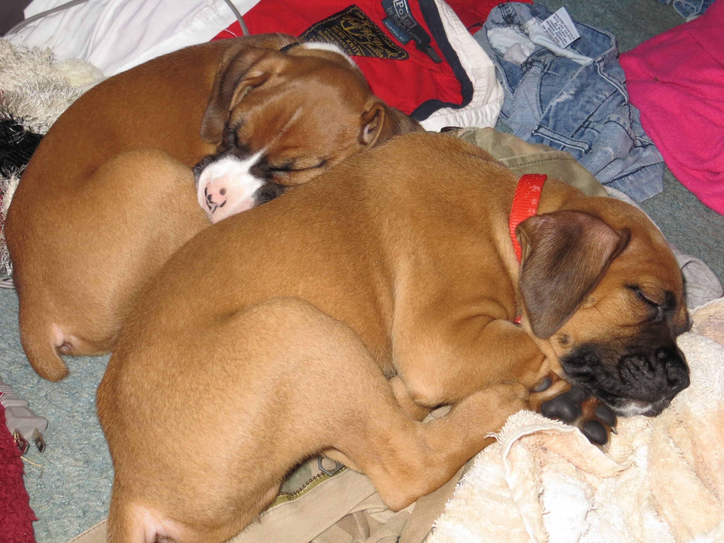 Put this puppy to bed