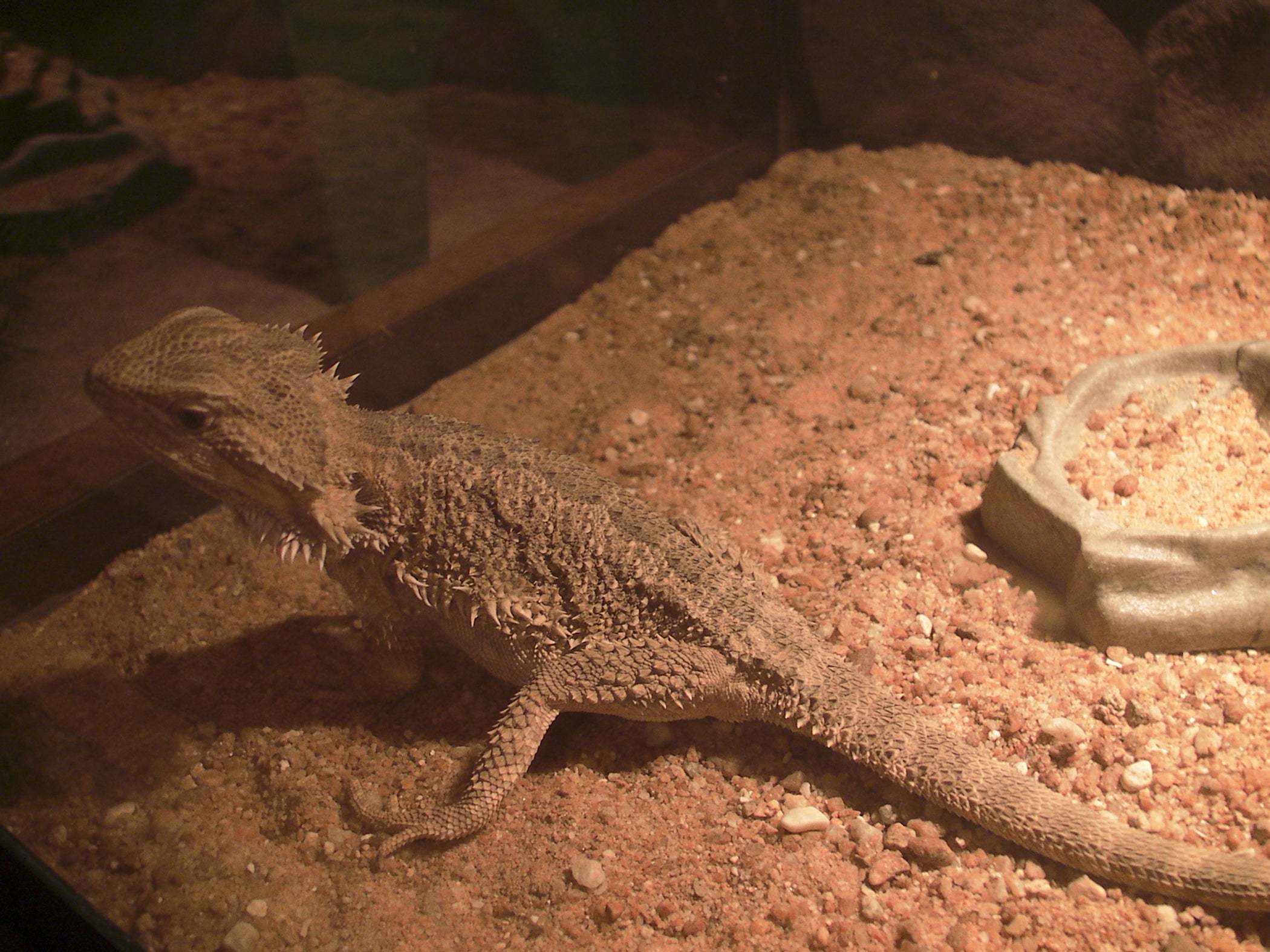 How to Properly Care for a Bearded Dragon 7 Steps Instructables