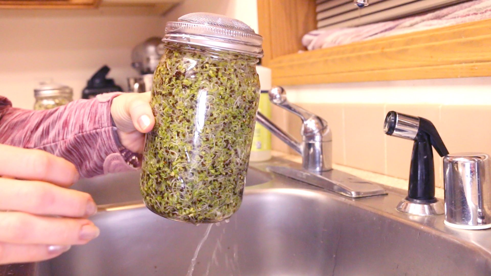 How to Grow Broccoli Sprouts in a Jar 6 Steps (with Pictures