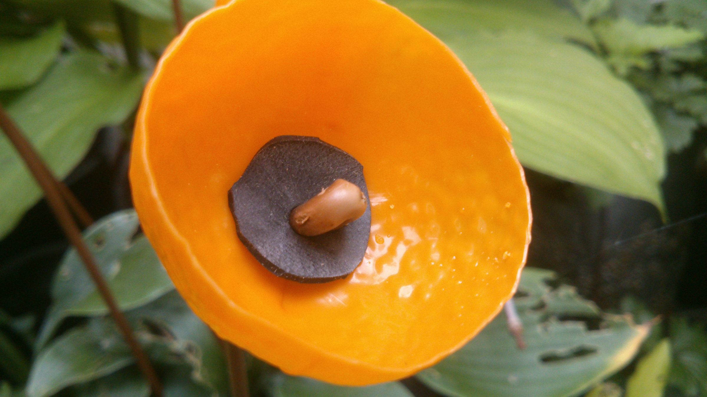 Ornamental Plastic Flowers 5 Steps (with Pictures) Instructables