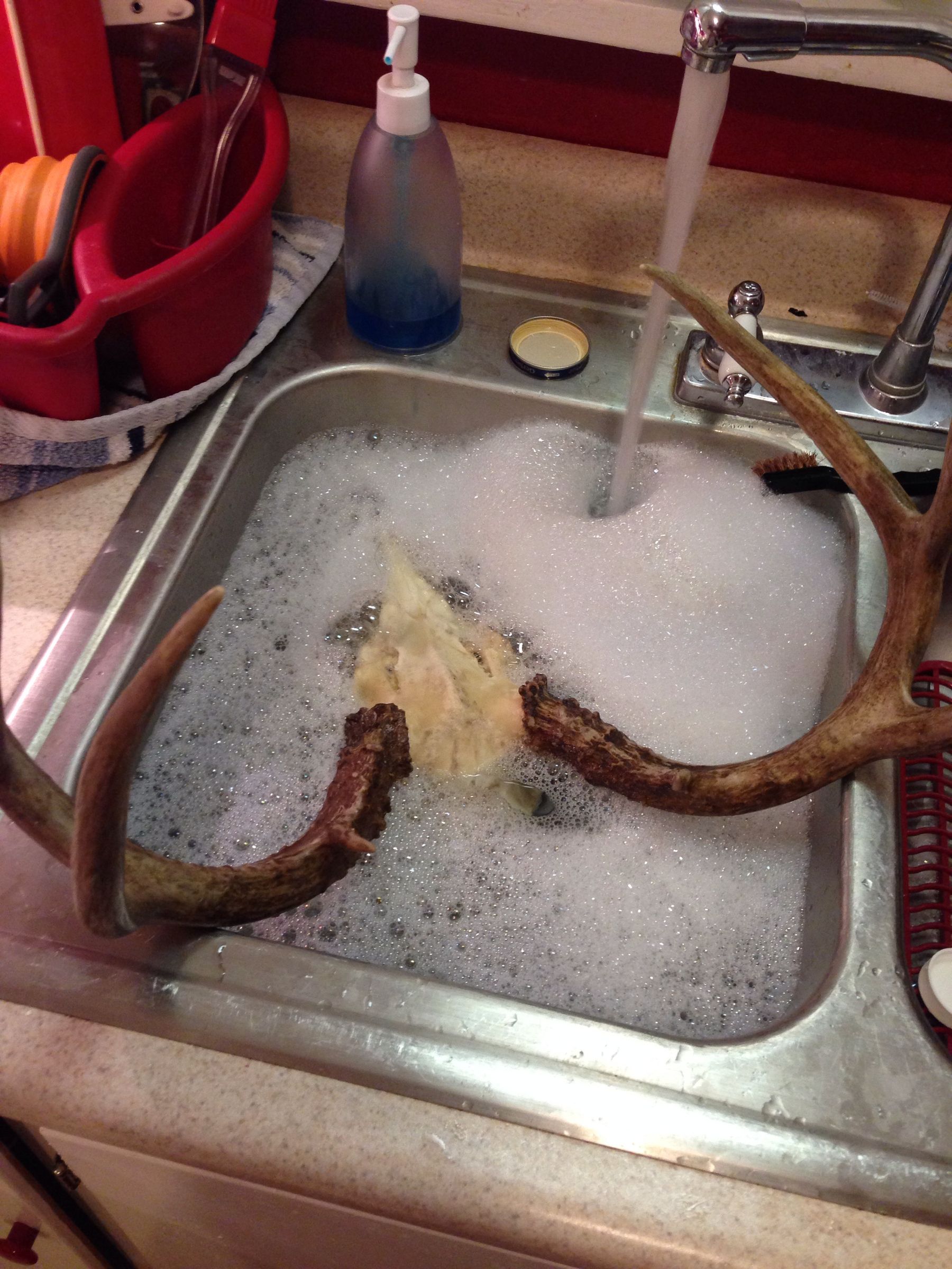 European Mounted Deer 10 Steps Instructables