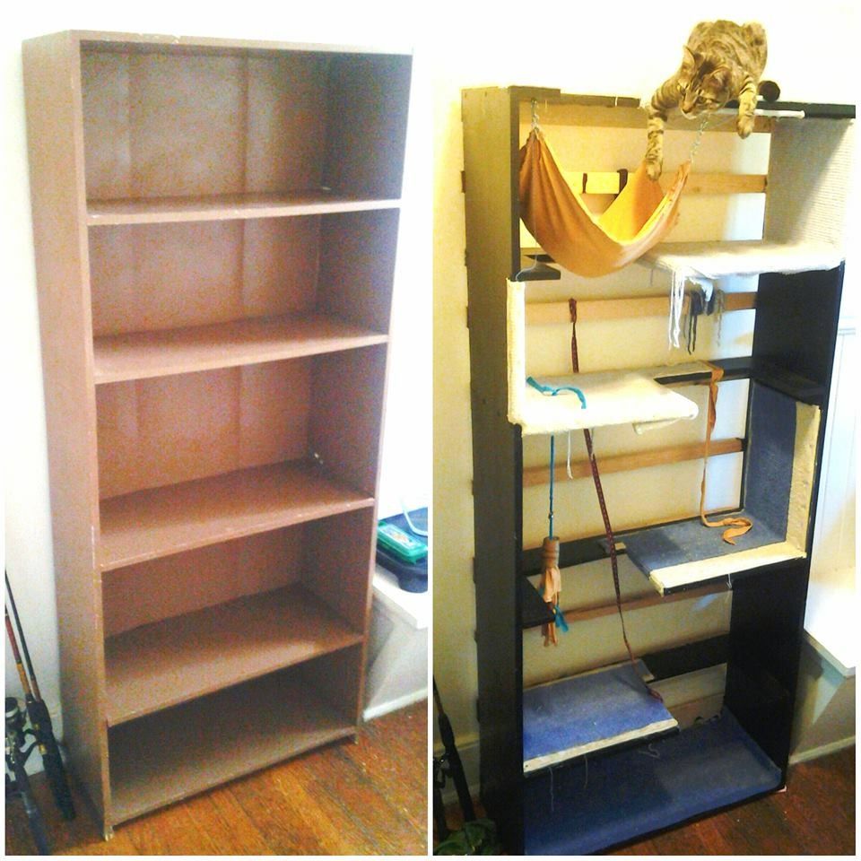 cat bookcase