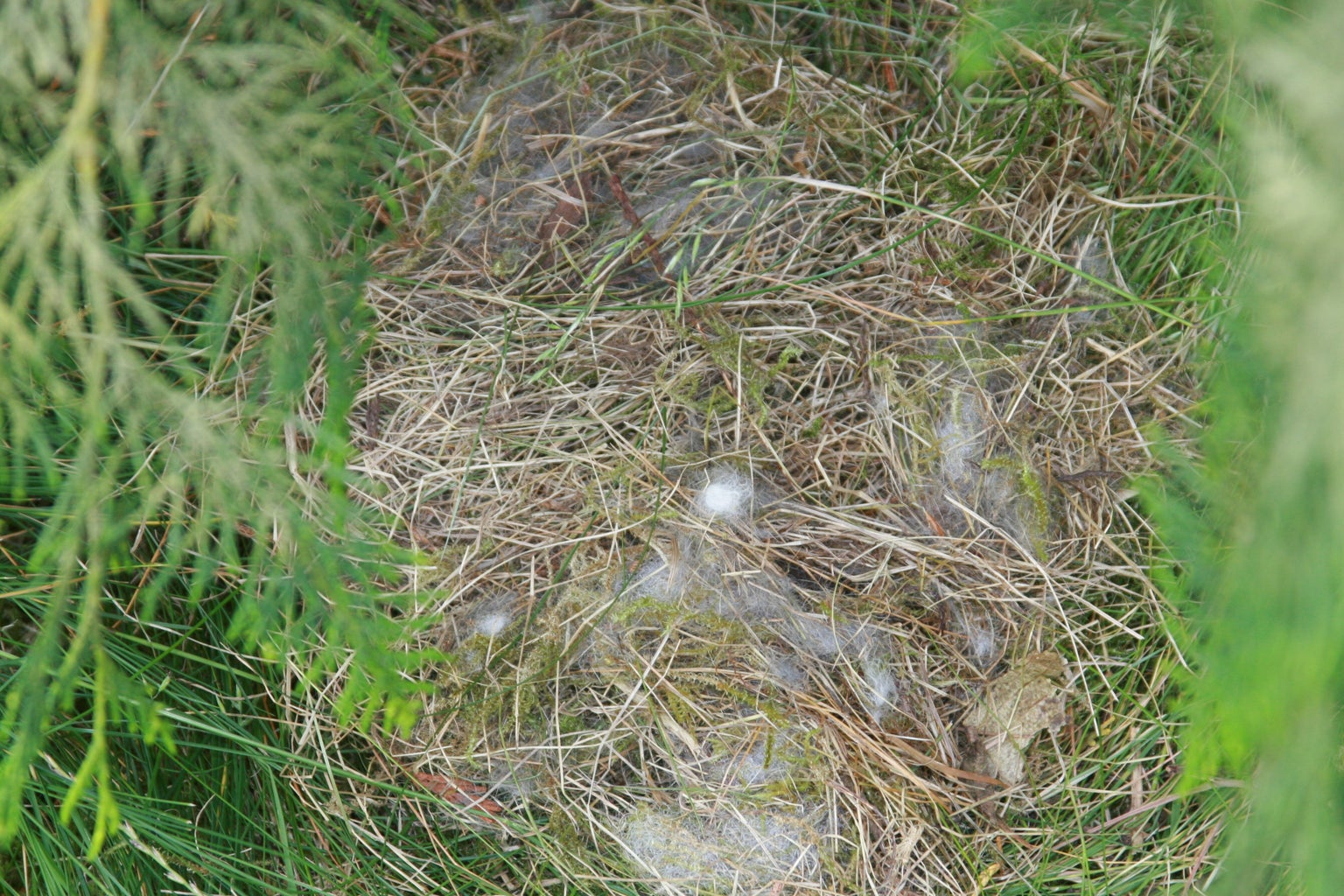 How to Care for a Wild Rabbit Nest : 5 Steps (with Pictures