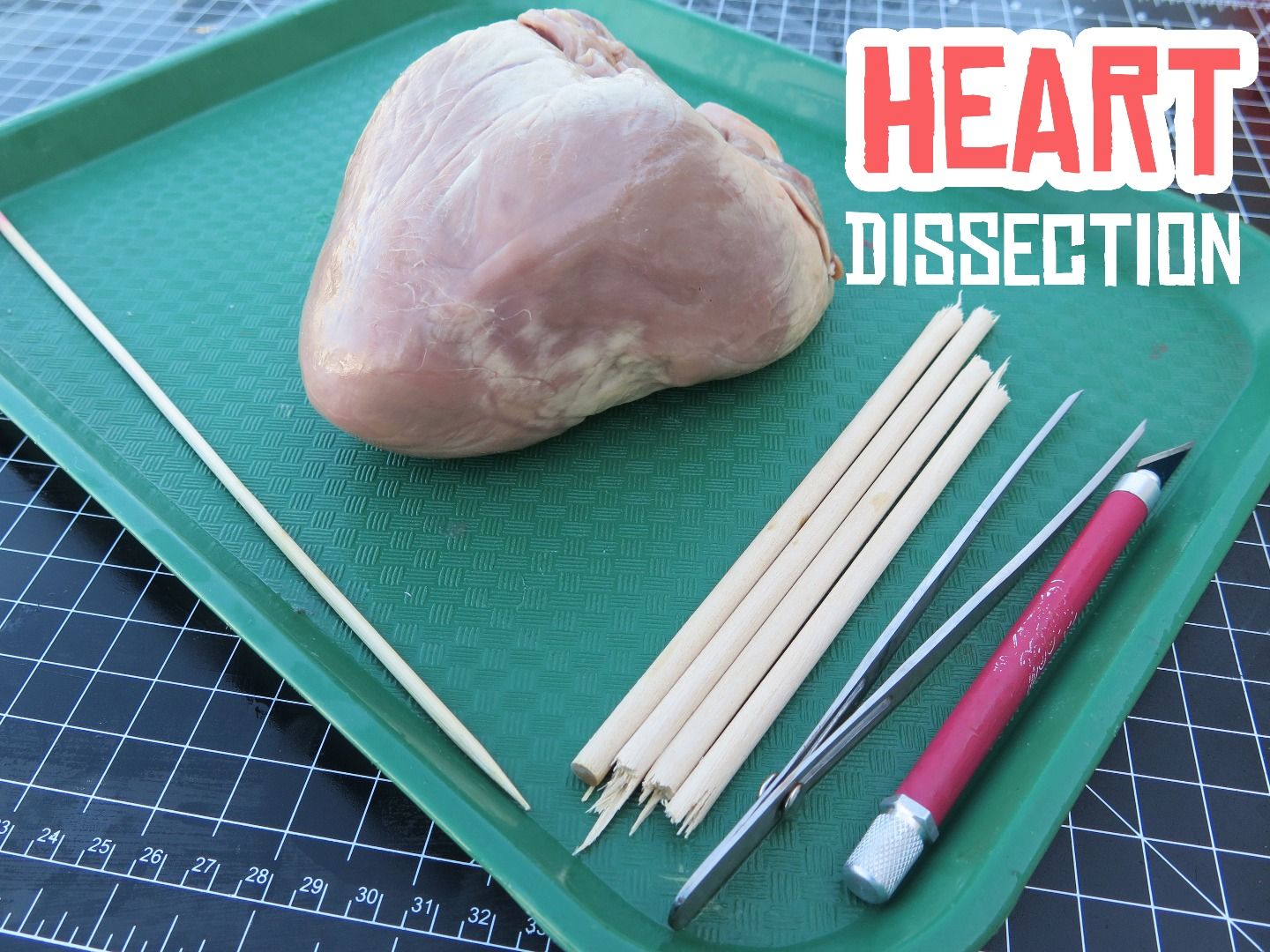 Heart Dissection 8 Steps (with Pictures) Instructables