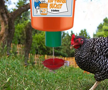 automatic chicken feeder timer