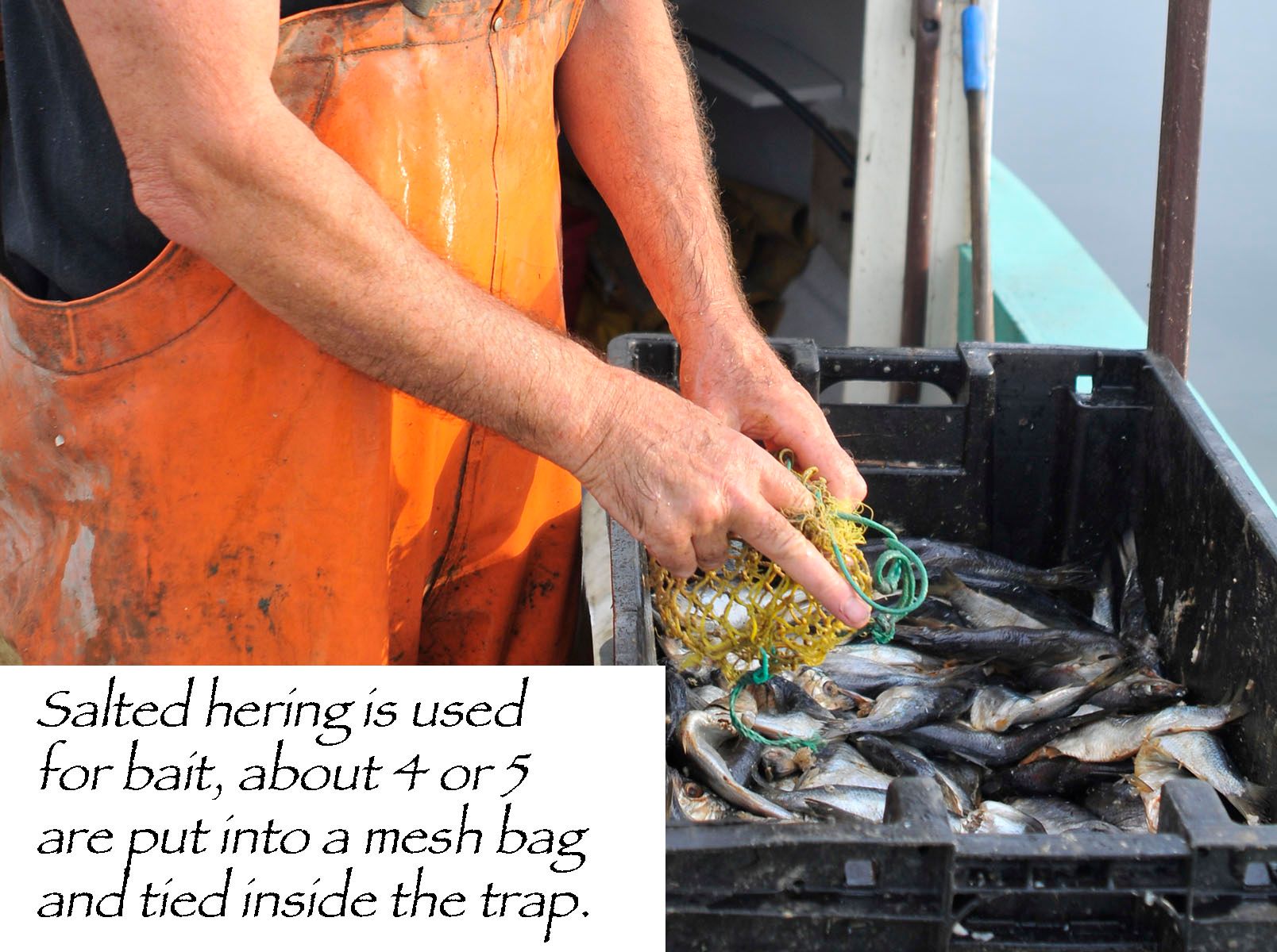 How to Lobster 8 Steps (with Pictures) Instructables