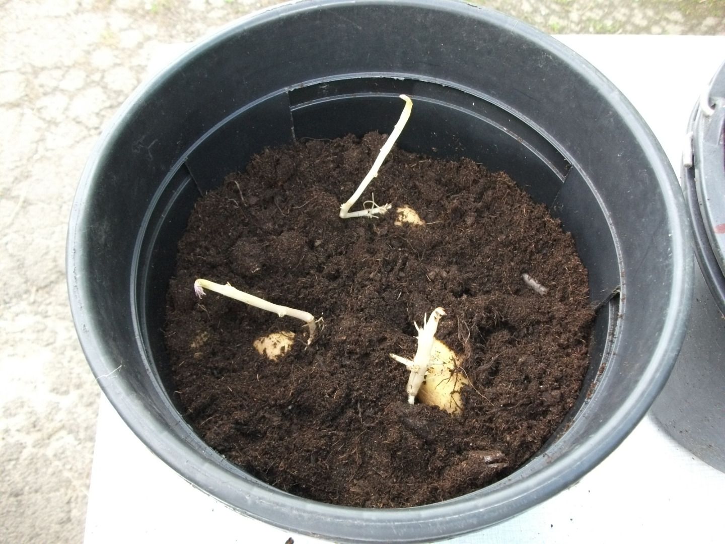 Growing Potatoes in Buckets 4 Steps (with Pictures) Instructables