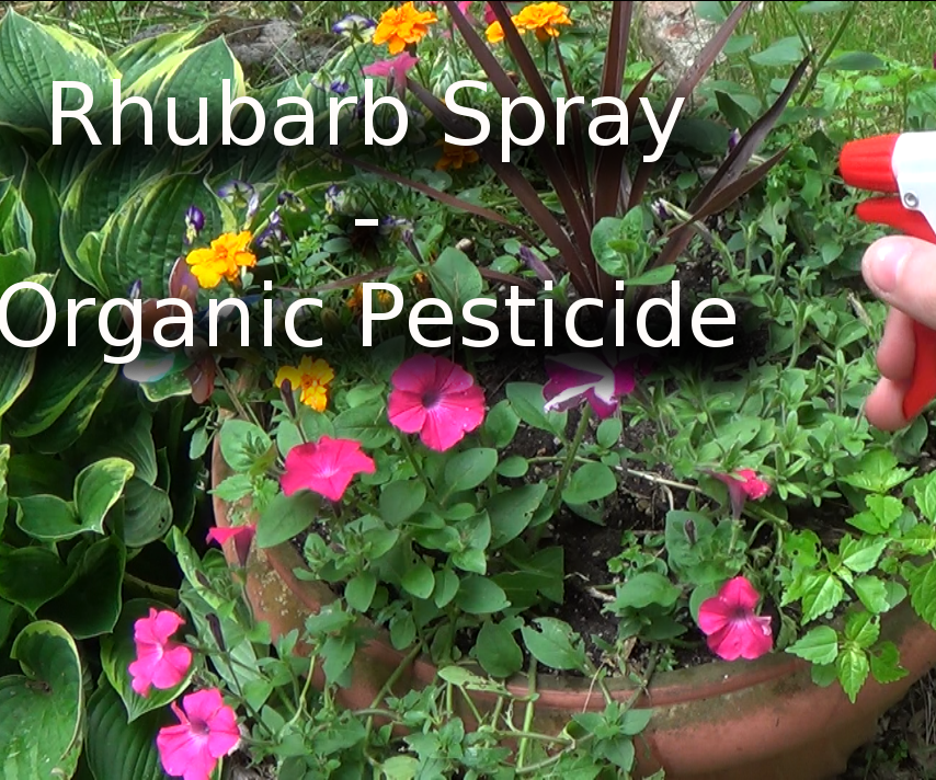 Rhubarb Spray - Organic Pesticide