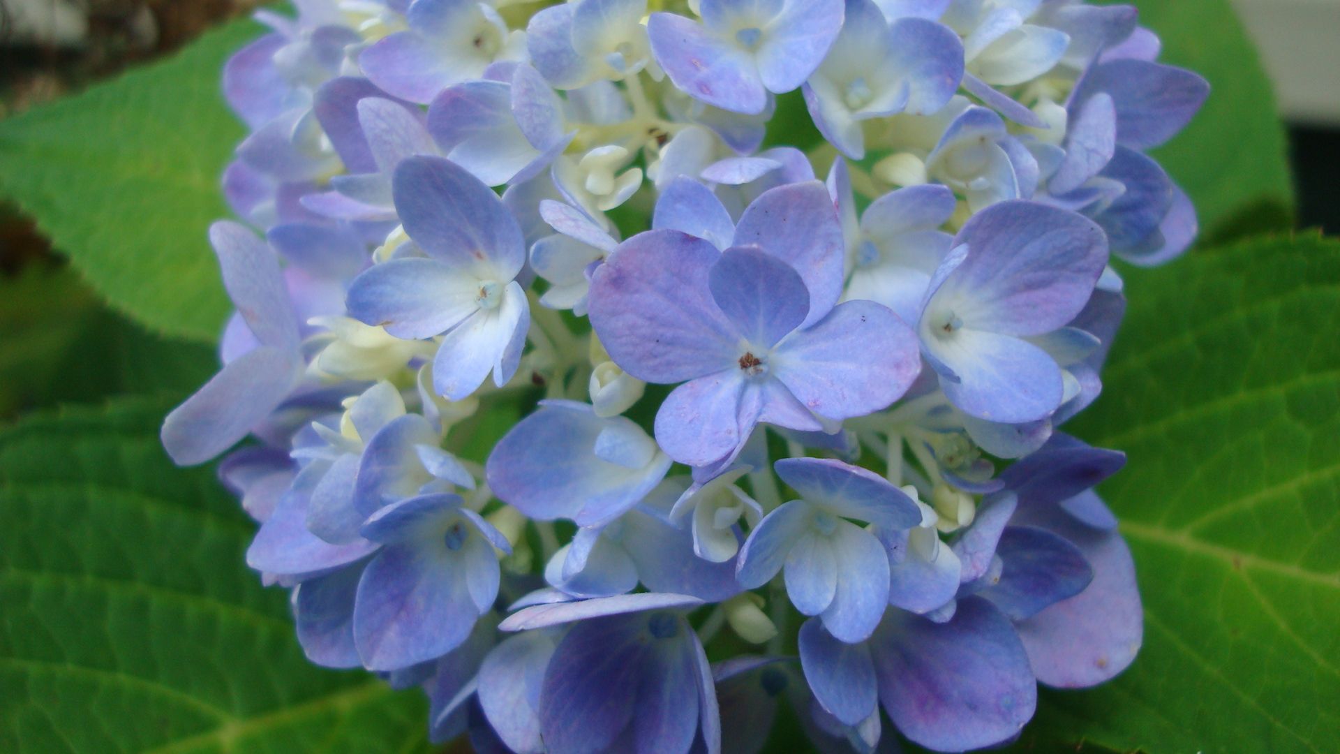 Fresh Cut Flower Preservative 6 Steps Instructables