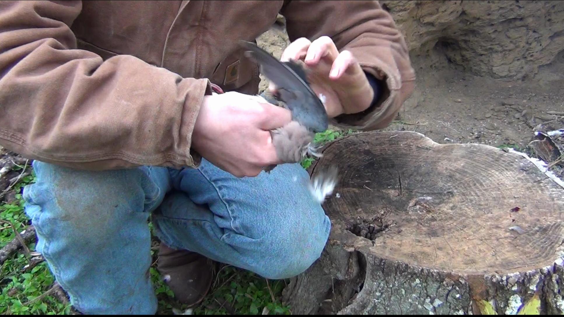 How to Field Dress a Dove / Pheasant / Quail 7 Steps Instructables