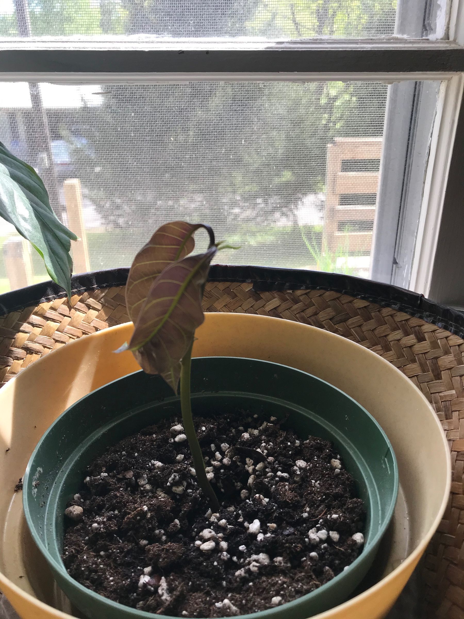 How To Grow A Mango Tree 4 Steps With Pictures Instructables