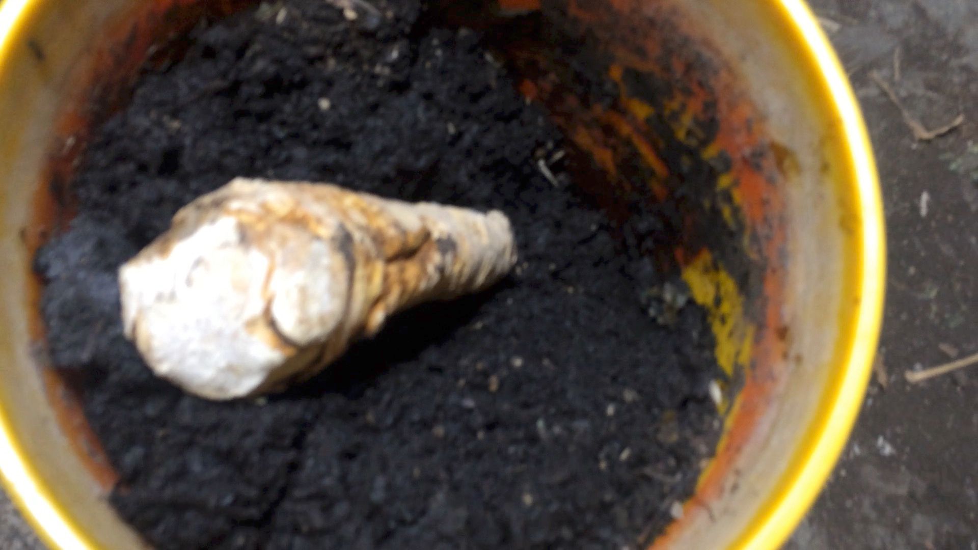 How to Grow Horseradish From a Root You Buy at the Grocery Store 5