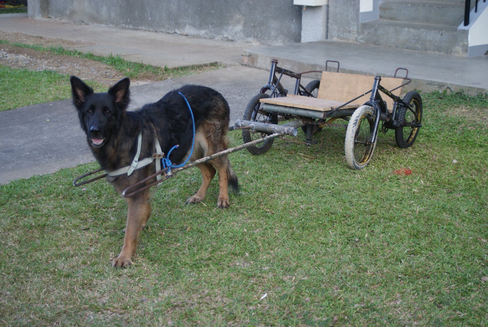 dog wagon bike