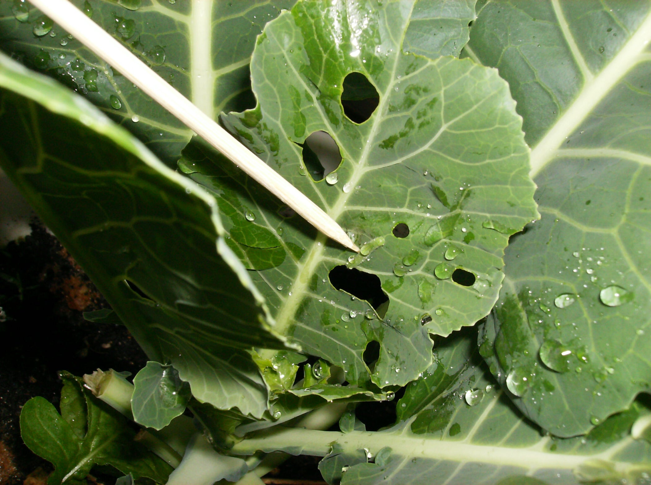 How to Identify the Cabbage Worm/Looper and Kill It Easily