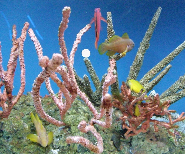 Optical Illusion: Create One With Any Color Photo