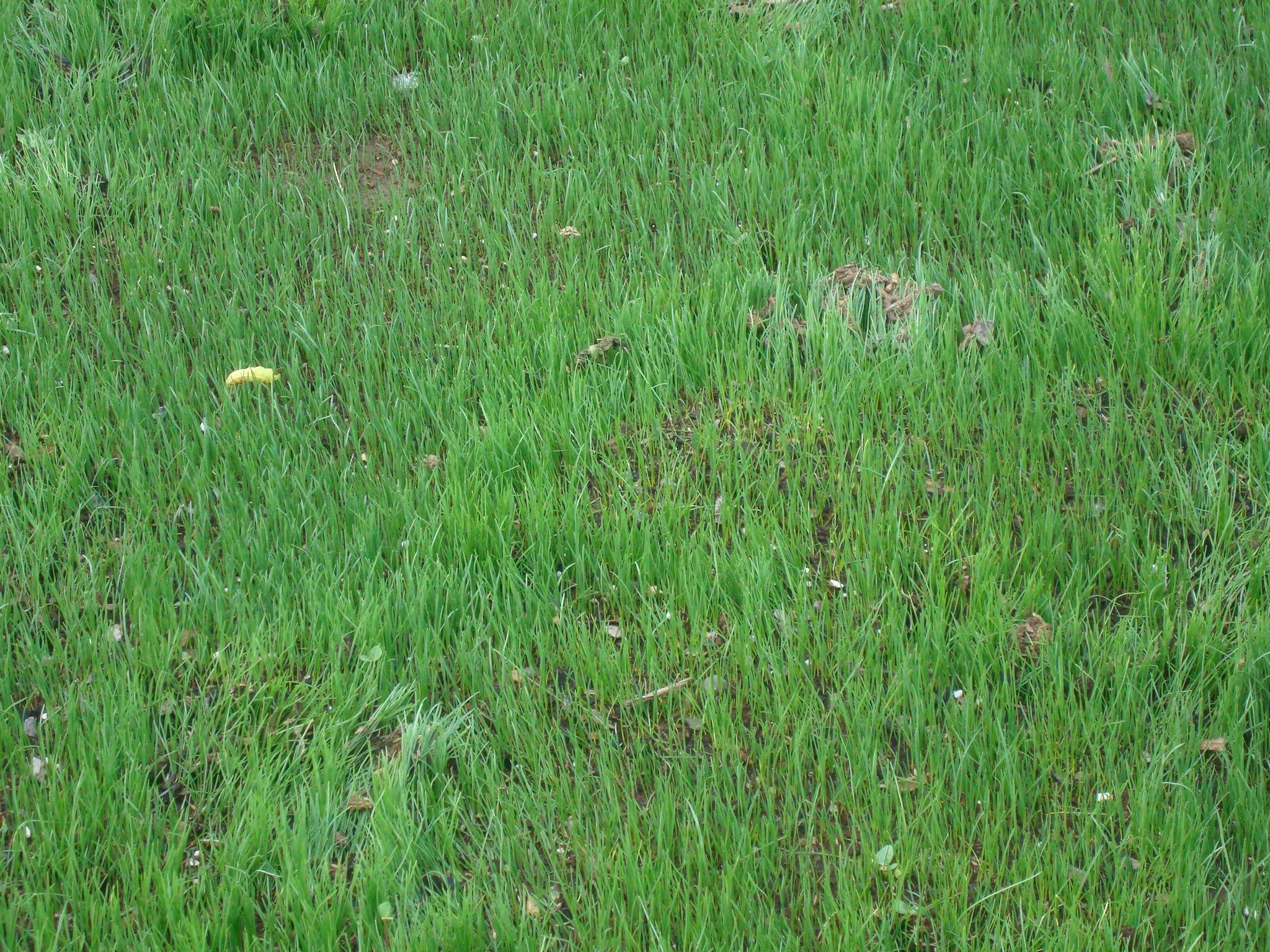 How to Plant Water Saver RTF Grass Seed 13 Steps (with Pictures) Instructables