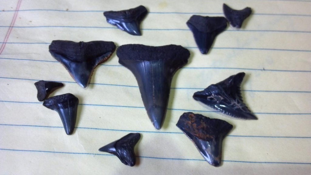How to Find Shark Teeth 10 Steps (with Pictures) Instructables