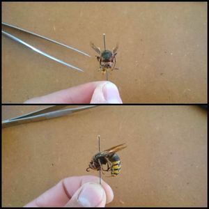 Insect Collection Case and Introduction to Entomology : 8 Steps (with ...