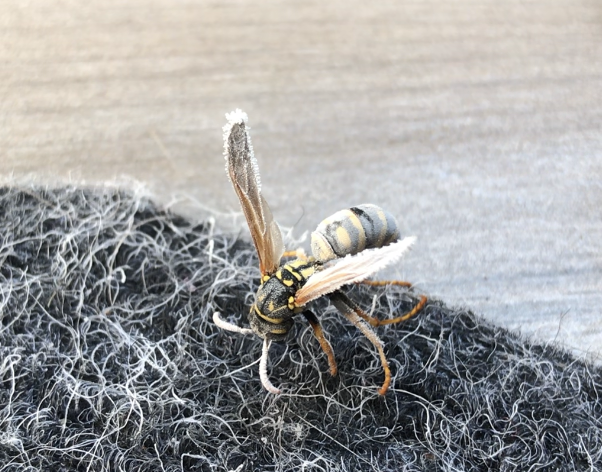 Kill A Wasp Inside Your Home 5 Steps With Pictures Instructables Kill A Wasp Inside Your Home 5 Steps With Pictures Instructables