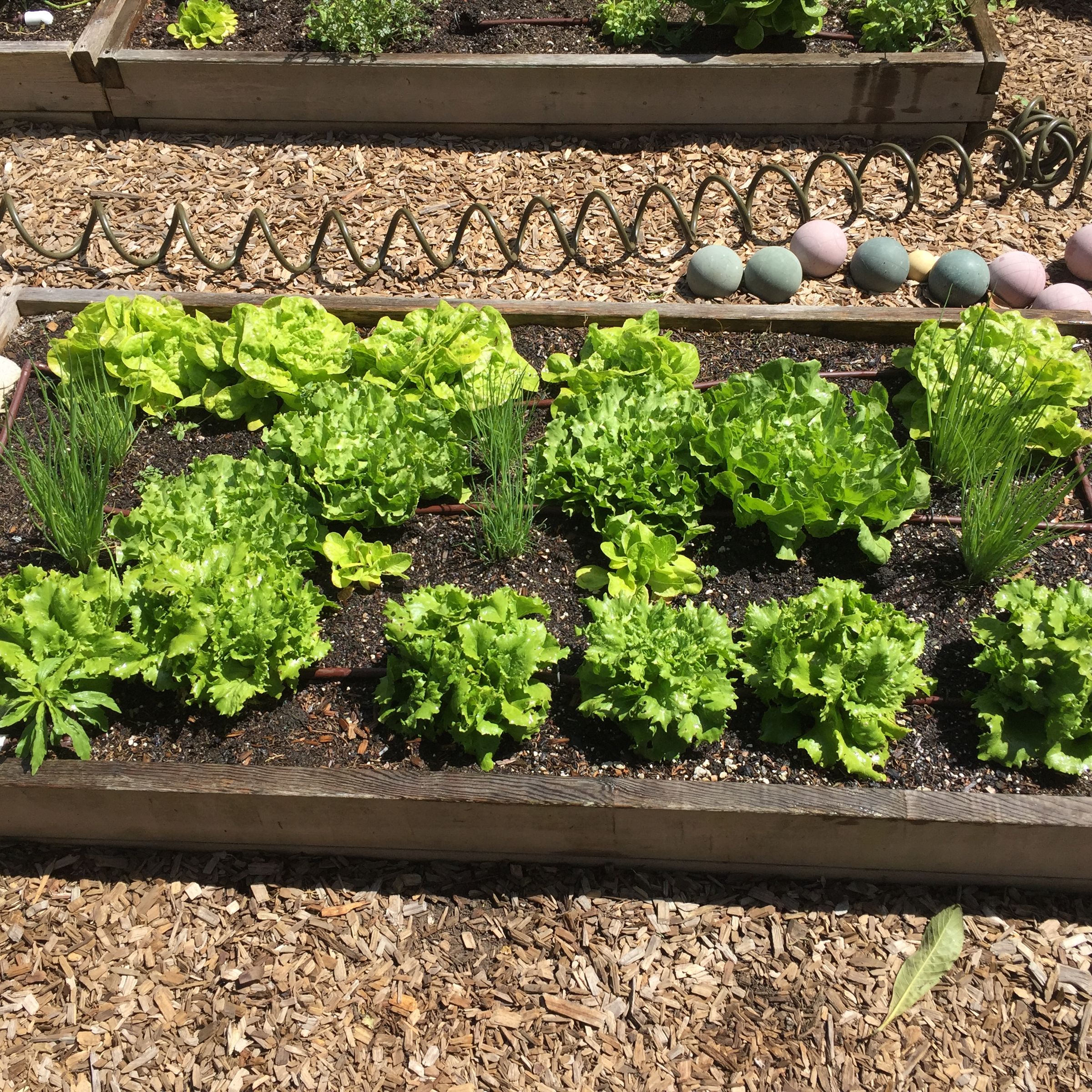 Urban Farming Raised Bed Gardening (with Pictures) Instructables