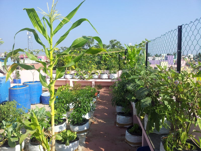 Roof Gardening 21 Steps With Pictures Instructables Roof Gardening 21 Steps With, How To Start Terrace Garden In Tamil