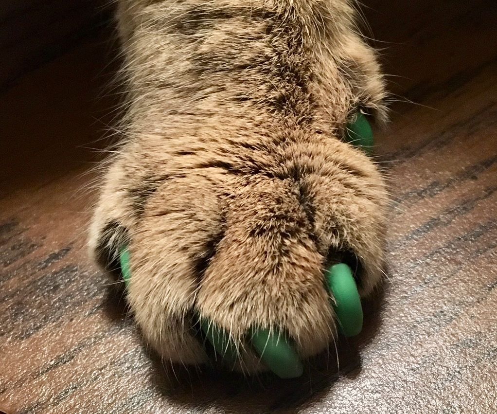 finger nail caps