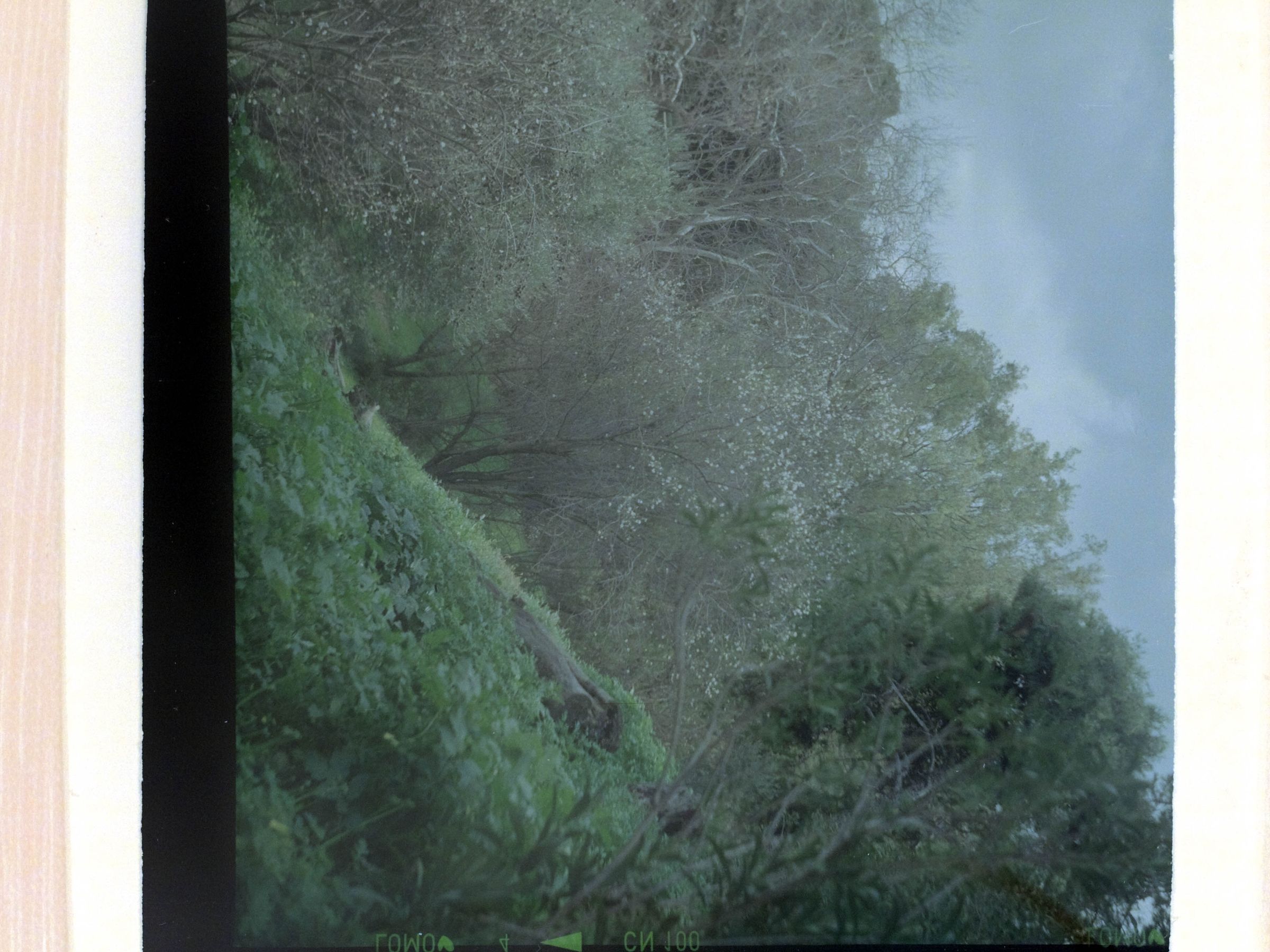 How to Digitize Slides and Film Negatives With a DSLR 12 Steps (with