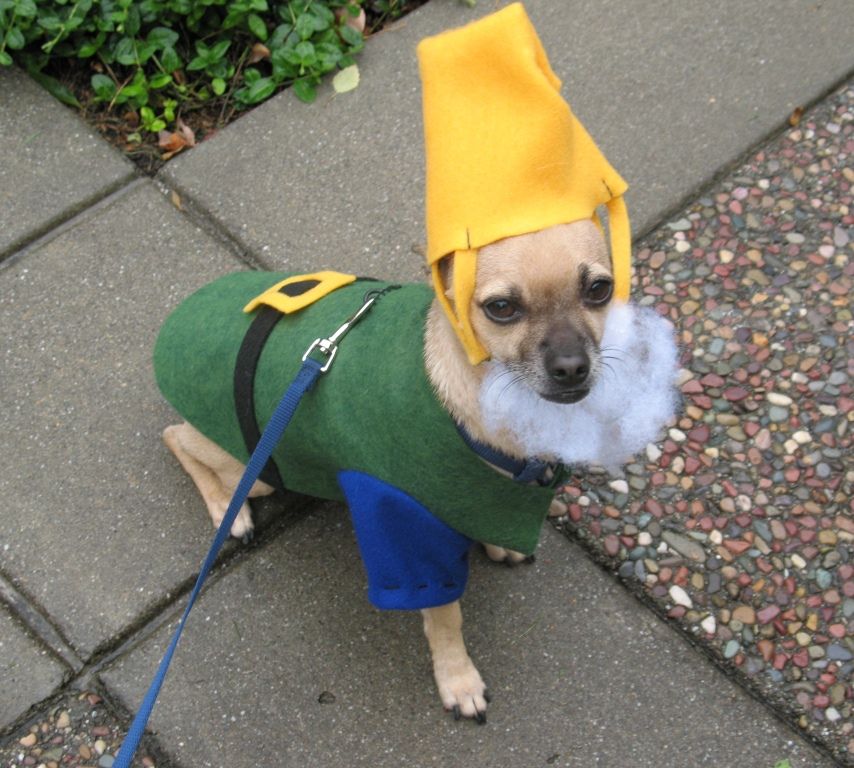dwarf dog costume