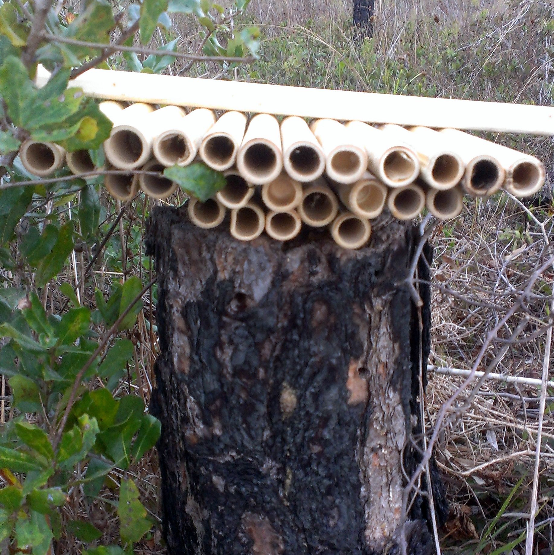 Solitary Bee Habitat 6 Steps (with Pictures) Instructables