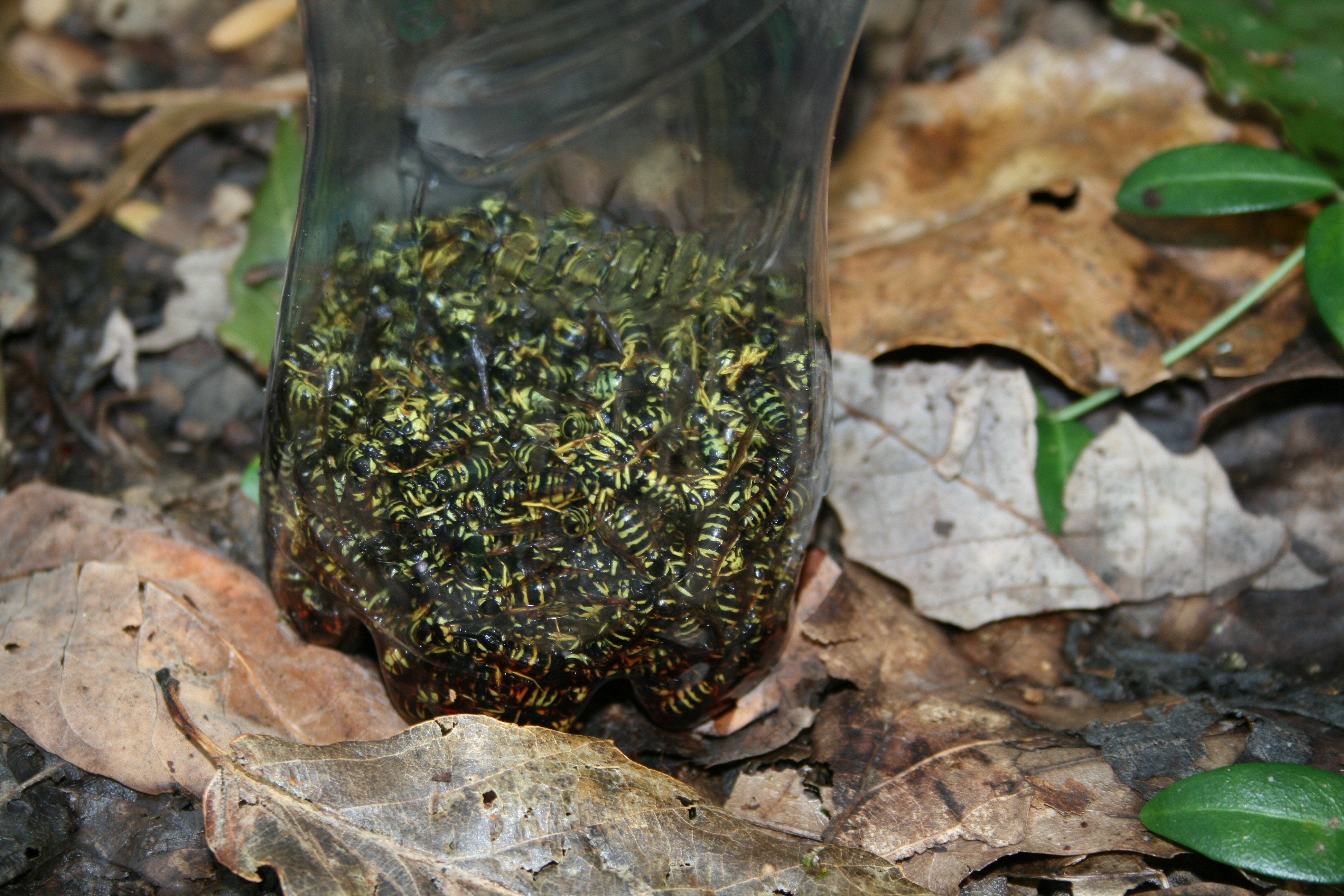 DIY Yellow Jacket Bottle Trap 8 Steps (with Pictures) Instructables