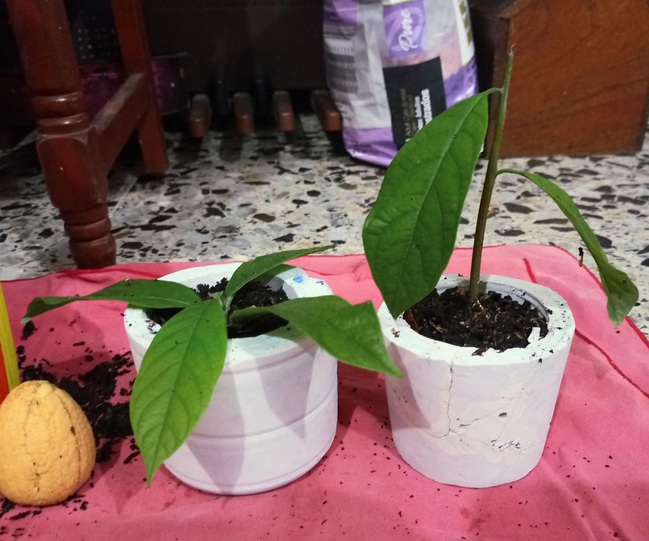 DIY, Pots for Plants in Cement : 6 Steps (with Pictures) - Instructables