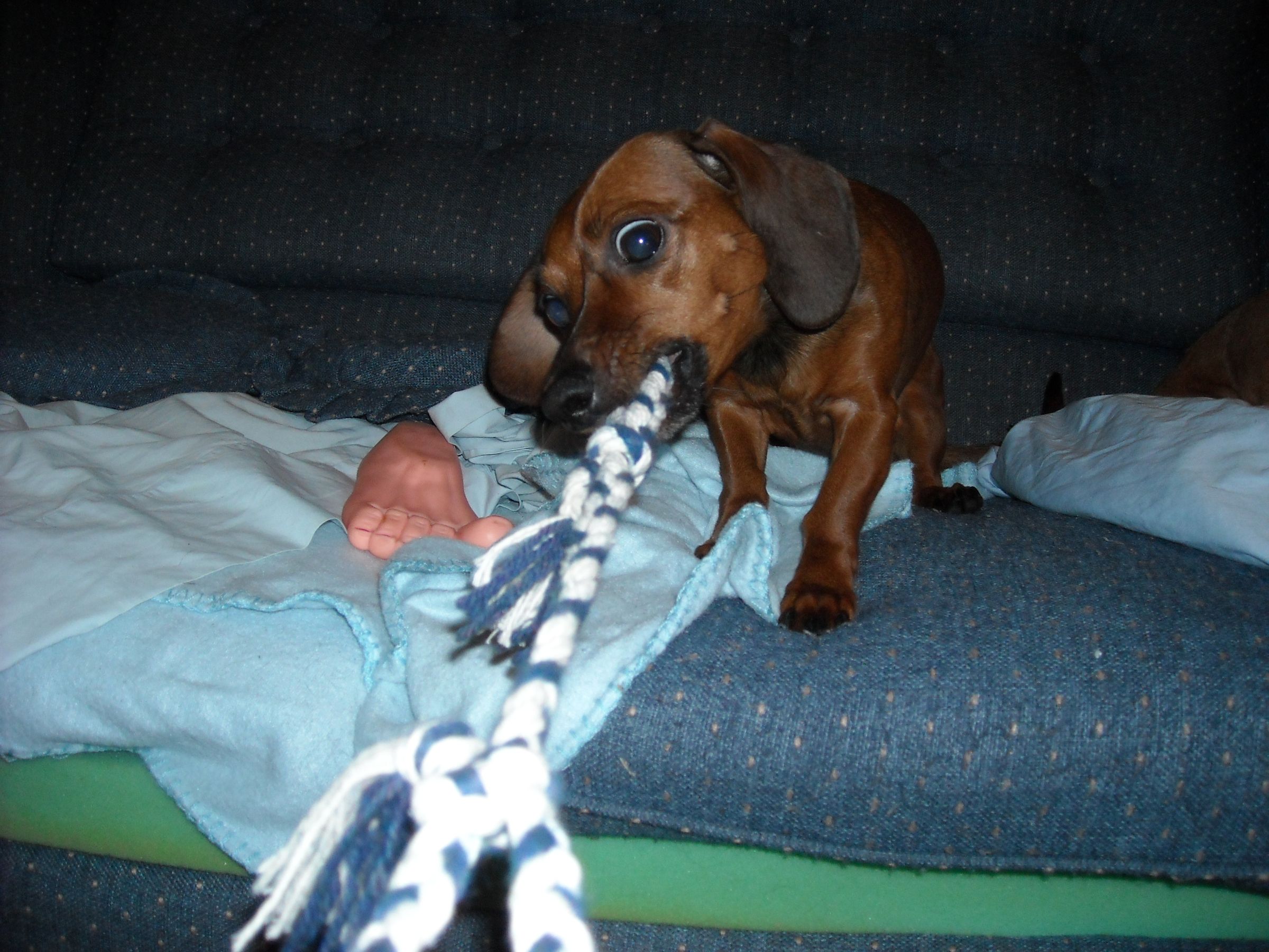 How to Make a Yarn Dog Toy 5 Steps Instructables