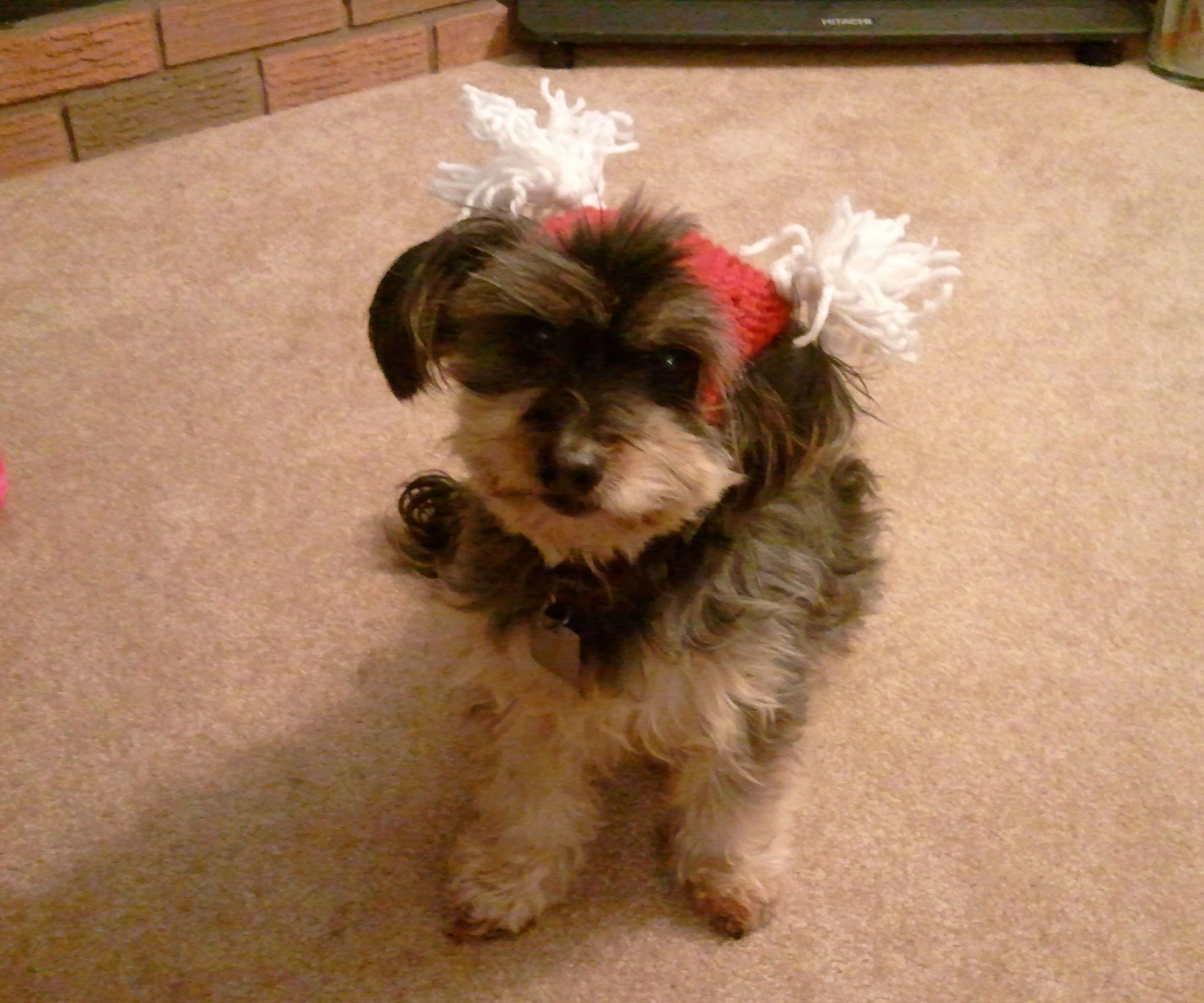 Versatile Hat for Pets : 6 Steps - Instructables