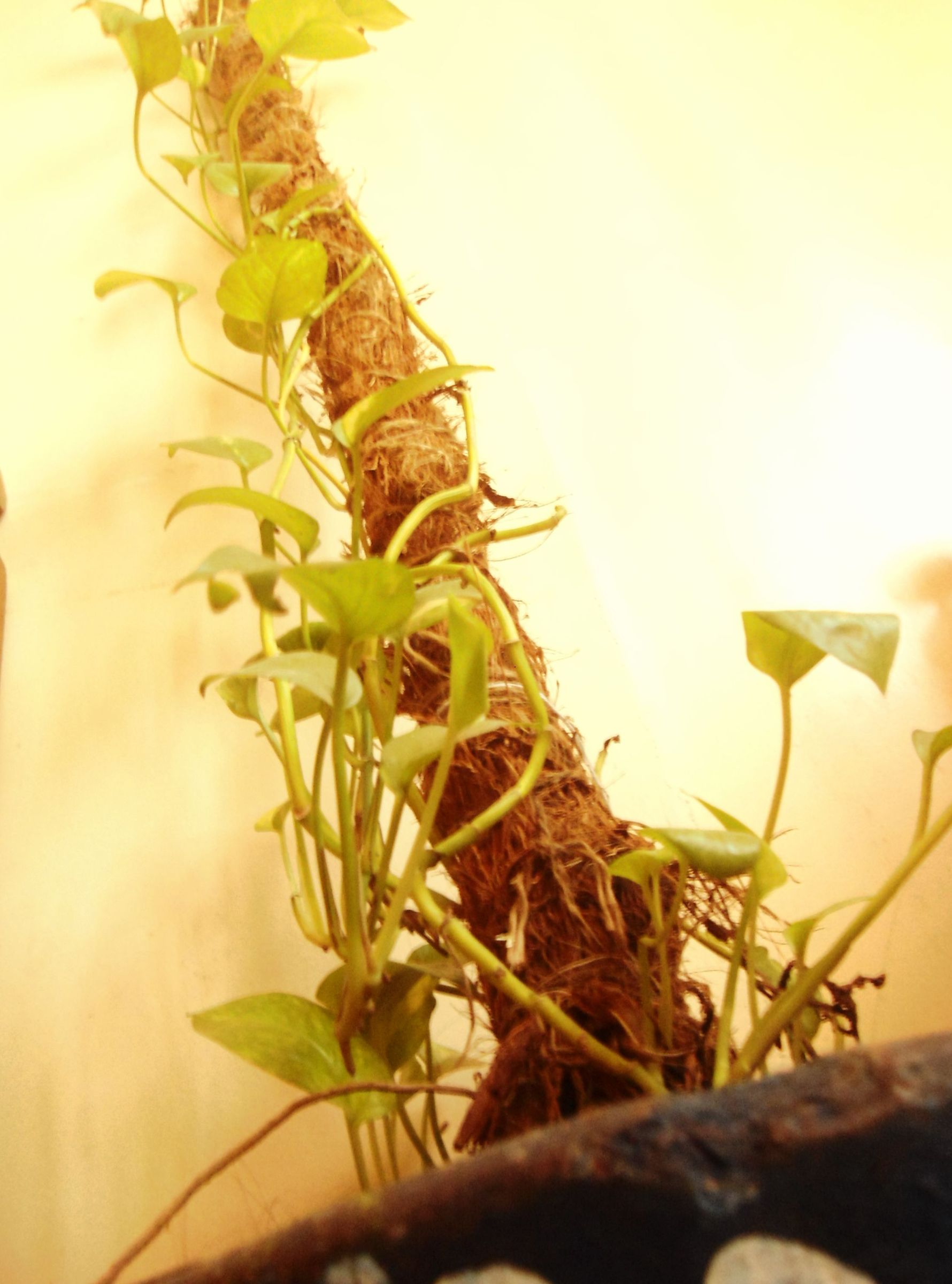 Climbing Pole for Plants From Coir. 6 Steps Instructables
