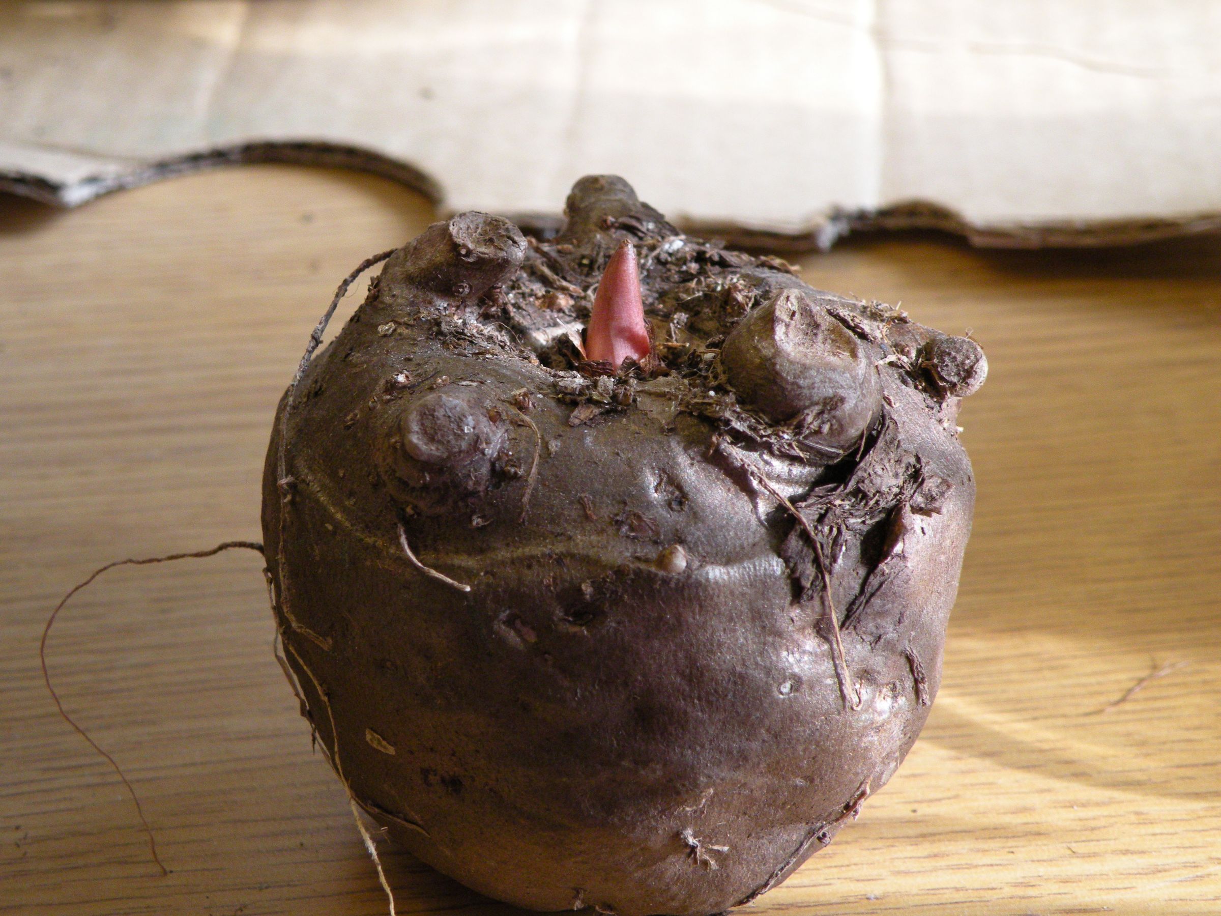 How to Keep a House Plant Alive 7 Steps (with Pictures) Instructables