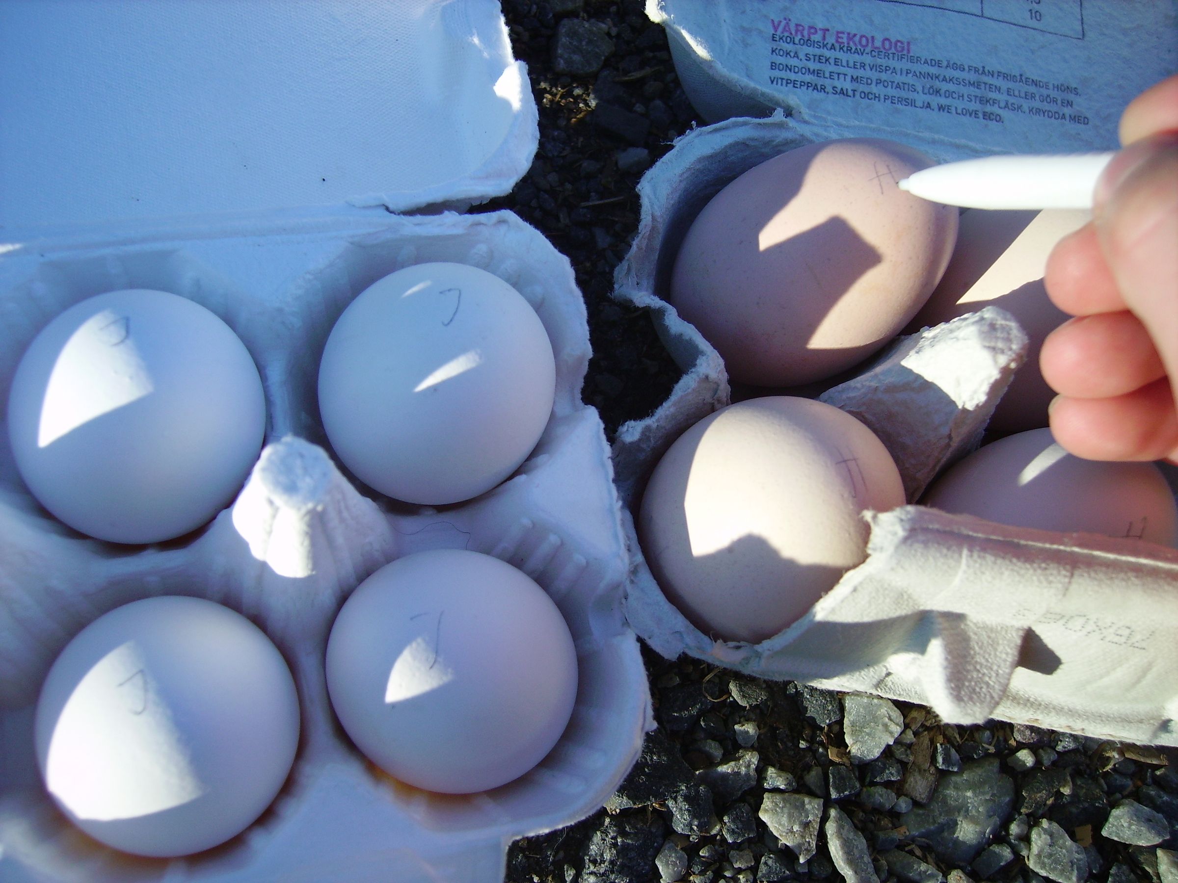 Hatching Chicken Eggs Naturally 12 Steps (with Pictures) Instructables
