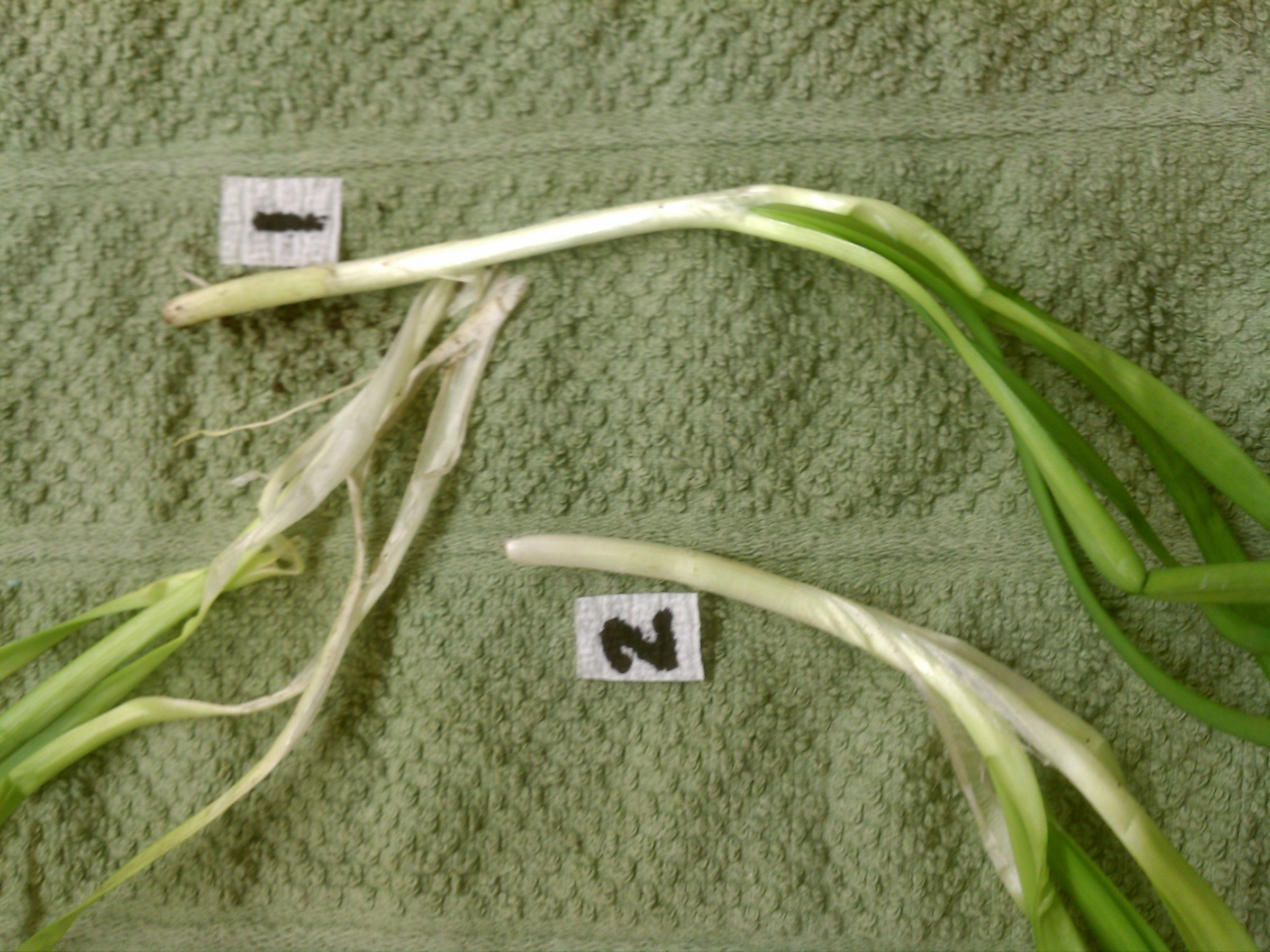 Prepare and Use Fresh Herbs 6 Steps (with Pictures) Instructables
