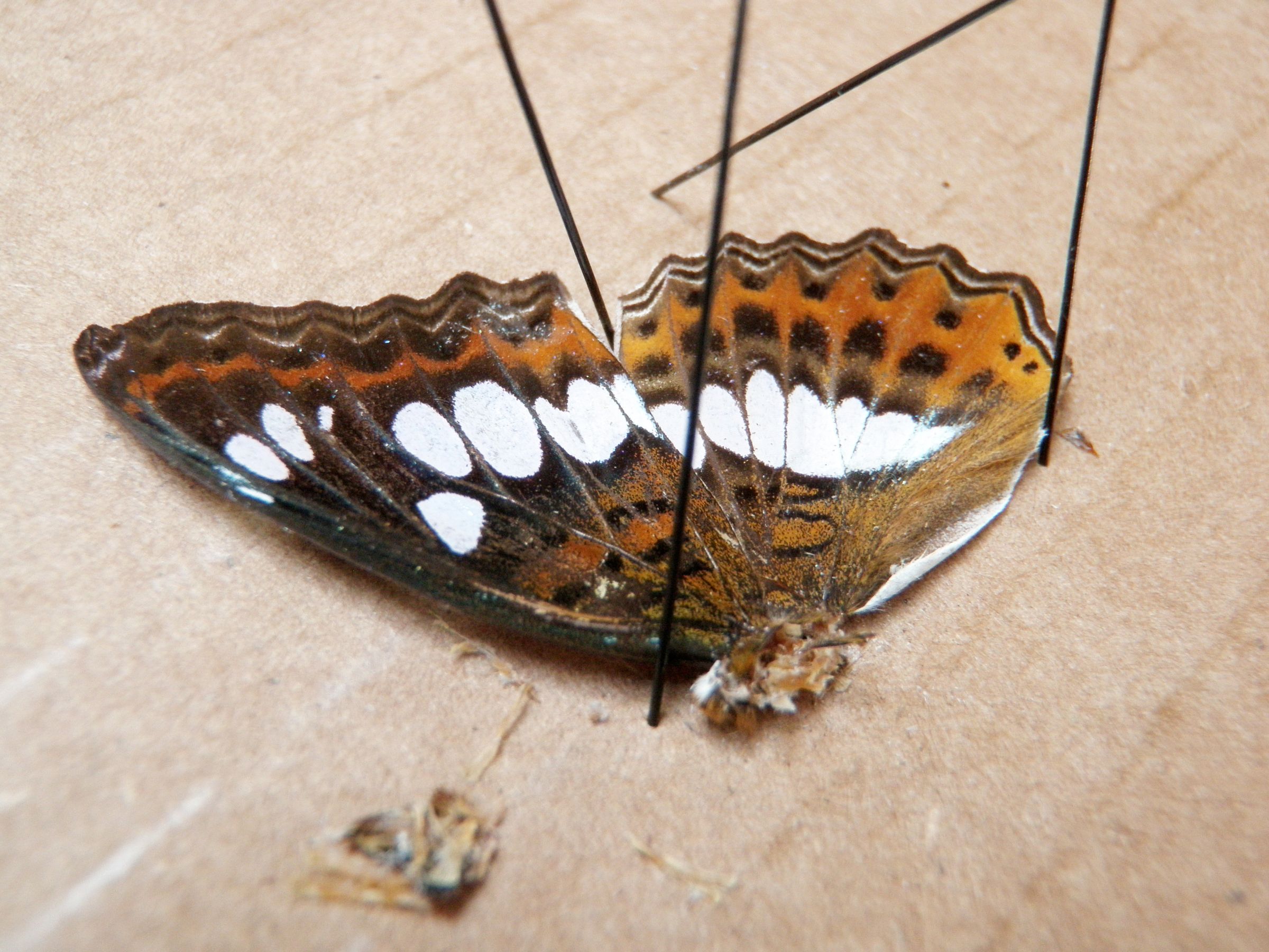 Catch a Cockerfly 7 Steps (with Pictures) Instructables